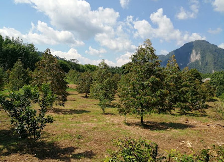 Explore the natural beauty of Khao Sok The Turtle Bridge, a serene escape in Thailand's lush landscapes with stunning views and rich wildlife.