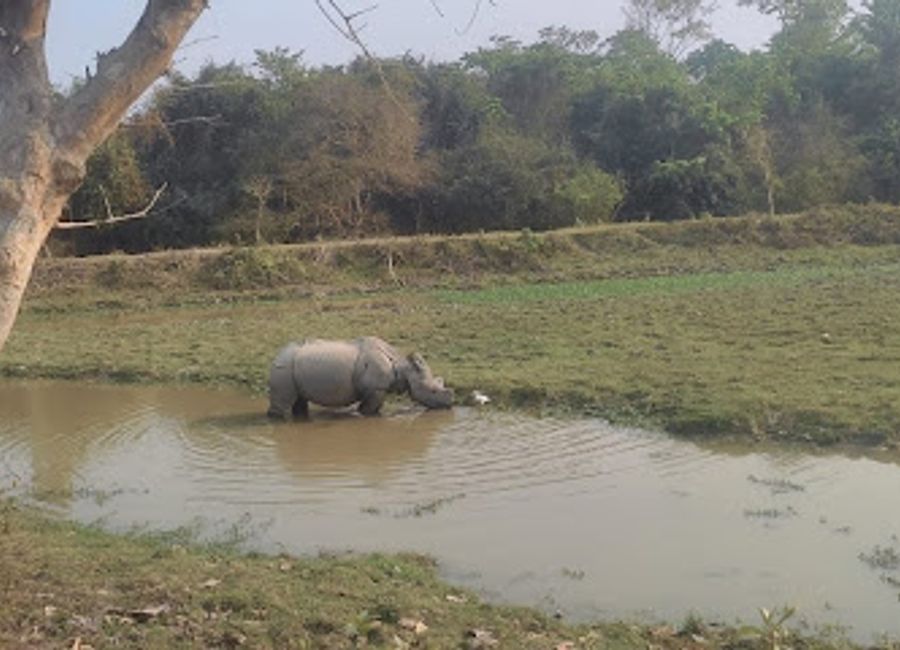 Discover the breathtaking wildlife and stunning landscapes of Kaziranga National Park, home to the majestic one-horned rhinoceros and diverse ecosystems.