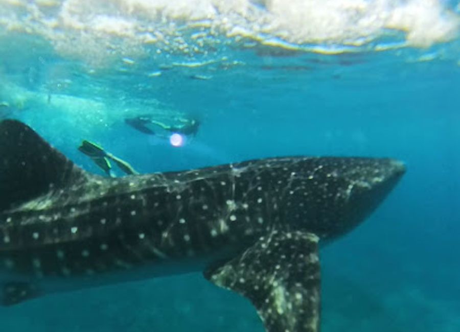 Experience the vibrant marine life and stunning coral reefs at South Ari Marine Park, one of the Maldives' most beautiful nature preserves.