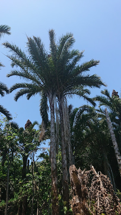 The 10 best landmarks near Raphia Palm Monument (2026 ranked)