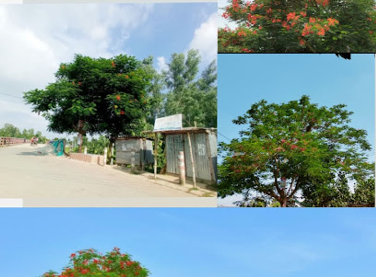 Background