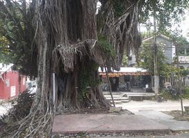 Cedar Tree Bar