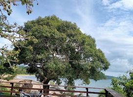 3 Baobab