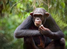 Tacugama Chimpanzee Sanctuary