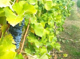 Čavkin vinograd