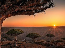 Travel To Socotra