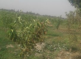 SABIR HUSSAIN KBR