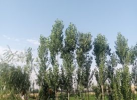 National Park ملي پارک