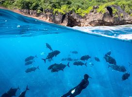 Freedive Christmas Island