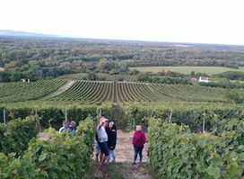 Hímesudvar winery