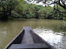 Ratargul Swam Forest Shaheber Bazar turn