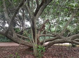 Harare Botanical Gardens