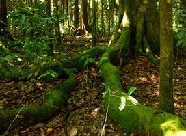 Cooper Creek Wilderness Daintree Rainforest