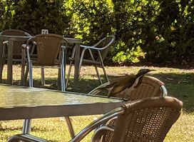 Ivanhoe Cafe