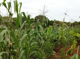 Jardín Corozal