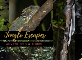 Cape Tribulation - Daintree - Night Walks - Spotlighting - Day Walk Tours