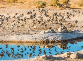 Shaumari Wildlife Reserve - Playground