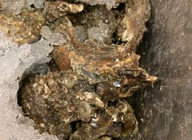 Ann’s / The Oyster Bar