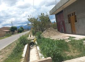 Vacas calles
