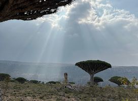 Socotra Advisor Tours