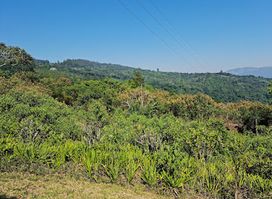 Bvumba Mountains