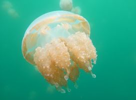 Jellyfish lake in korror