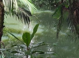 Jungle River Boat Tours