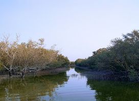 Al Dhakira Mangroves