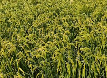 pakistan/seraiki-wasaib/bar/karim-bakhsh-kherani-tubewell