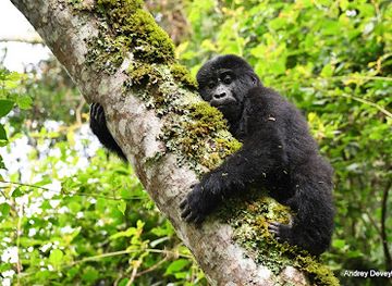 uganda/bwindi-impenetrable-national-park/bar/bwindi-impenetrable-national-park-uganda