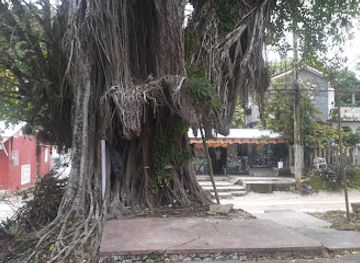 jamaica/john-crow-mountains/bar/cedar-tree-bar
