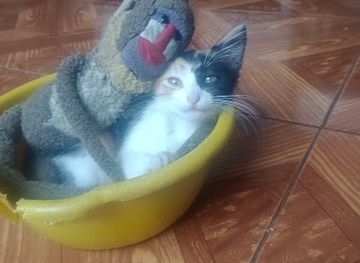 peru/amazonas/bar/piton-de-oro