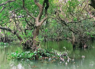 bangladesh/ratargul-swamp-forest/bar/ratargul-boat-service