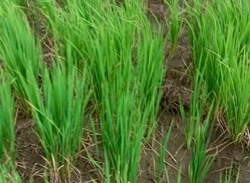 burkina-faso/bobo-dioulasso/bar/bar-restaurant-terminus