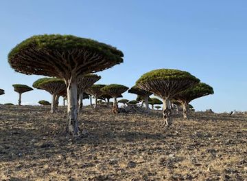 yemen/socotra-archipelago/bar/diksam