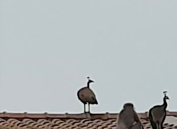 sri-lanka/kalutara-district/bar/happy-cocos