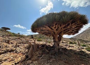 yemen/socotra-archipelago/bar/socotra-specialty-tours