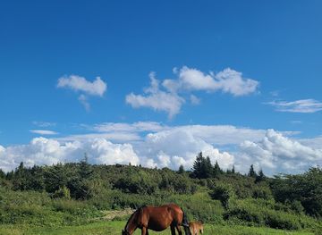 virginia/grayson-highlands-state-park/bar/picnic-area-overlook-grayson-highlands-state-park