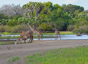 tanzania/selous-game-reserve/bar/nyerere-national-park