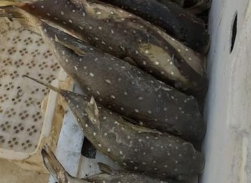 the-gambia/serrekunda/bar/mary-g-s-bar-and-restaurant