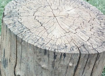 malawi/central-region/bar/thyolo