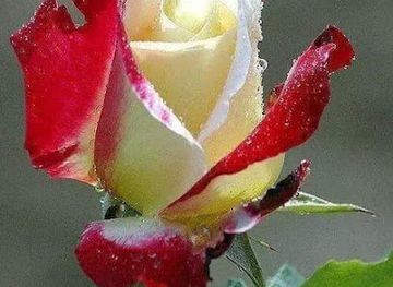 pakistan/hindko-region/bar/