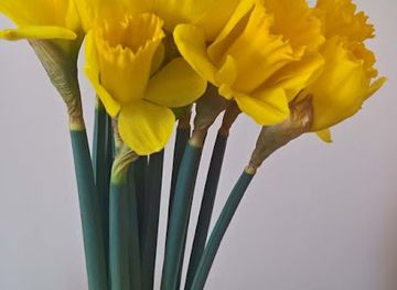 united-kingdom/morayshire/bar/shmelgin