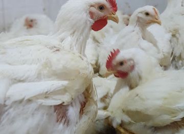 iraq/kurdistan-region/bar/