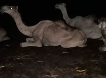 somalia/middle-shabelle/bar/xarunta-canaha-geelka-saciid-foorshe