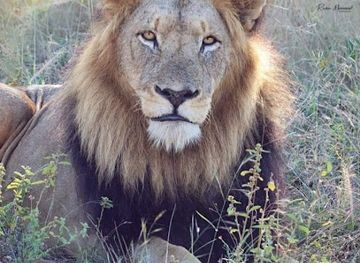 namibia/oshikoto/bar/macgyver-inn