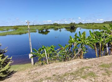 brazil/pantanal/bar/maria-alligator