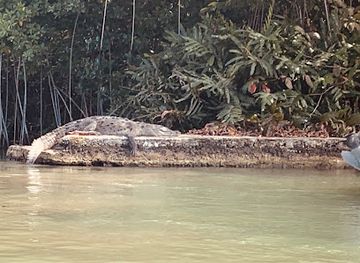 jamaica/black-river-great-morass/bar/floyd-s-pelican-bar