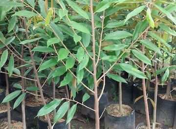 indonesia/bengkulu/bar/kota-bengkulu