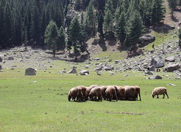 pakistan/northern-areas/bar/aat-meadow